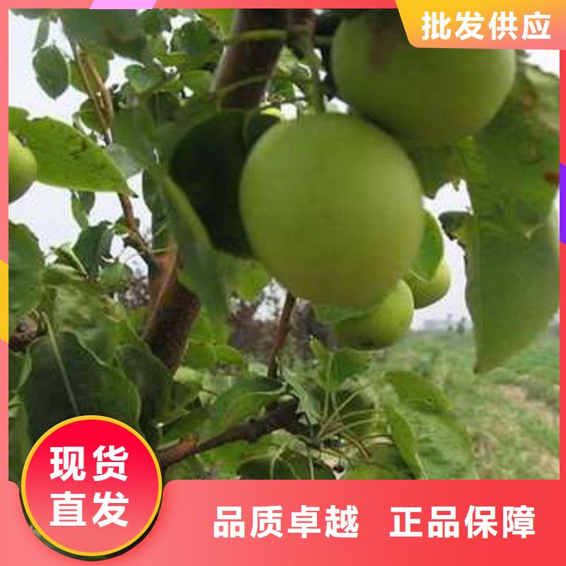 【杜梨杜梨苗源头厂家供应】