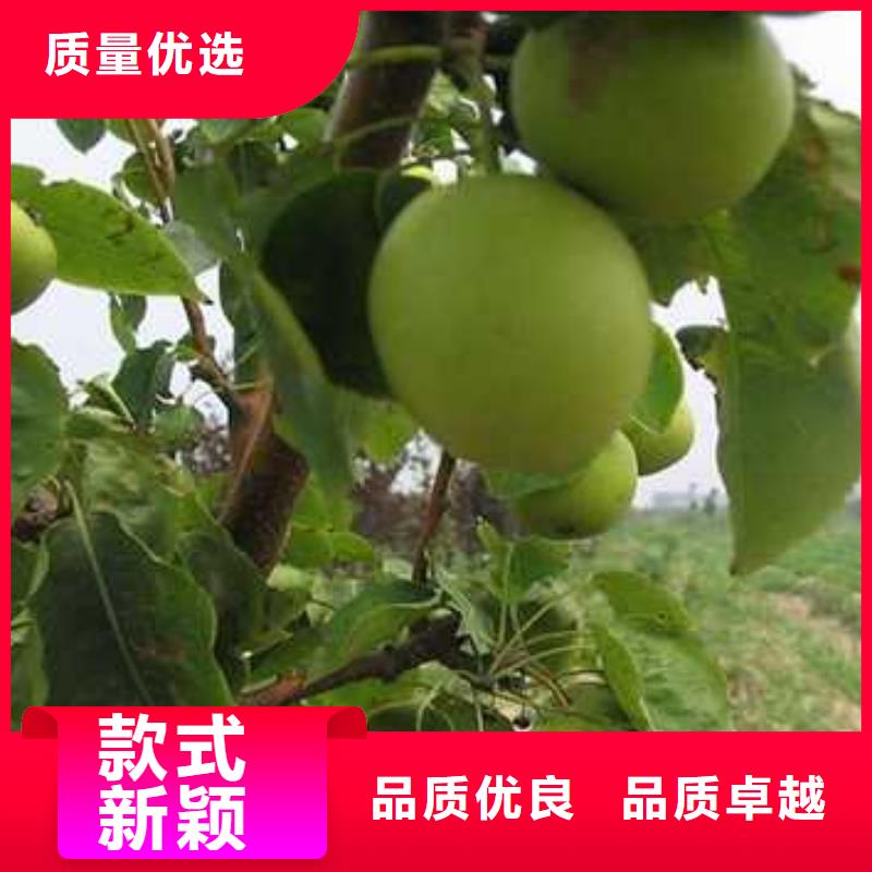 【杜梨_黄冠梨树苗厂家直销供货稳定】