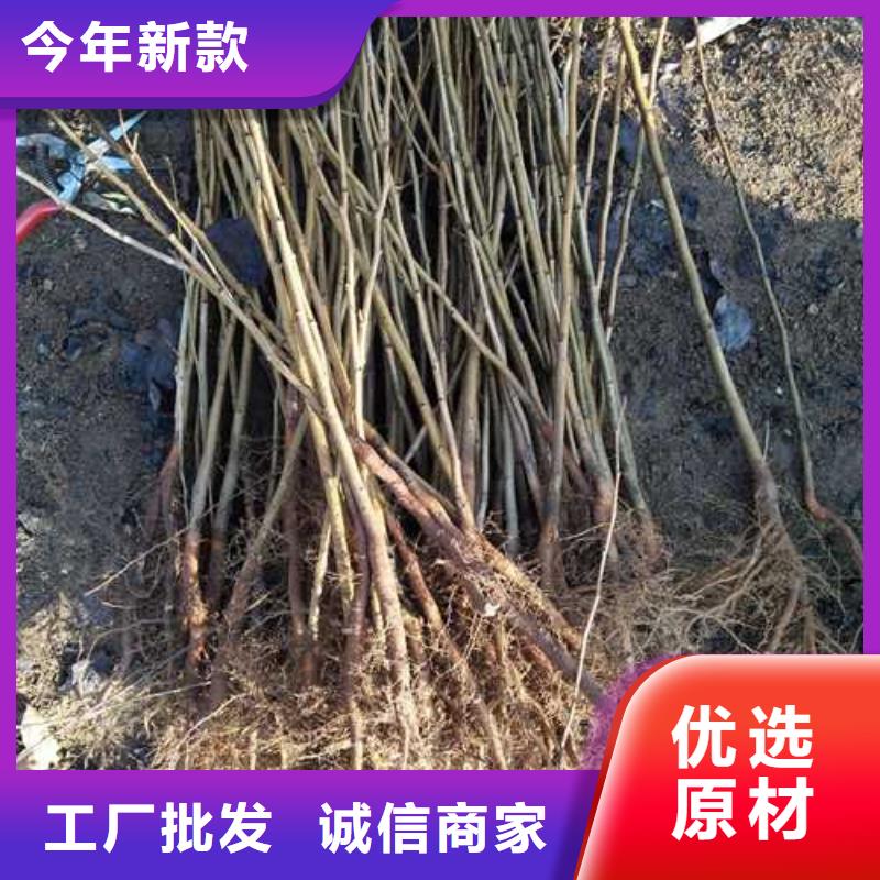 杜梨,玉露香梨树苗快捷物流