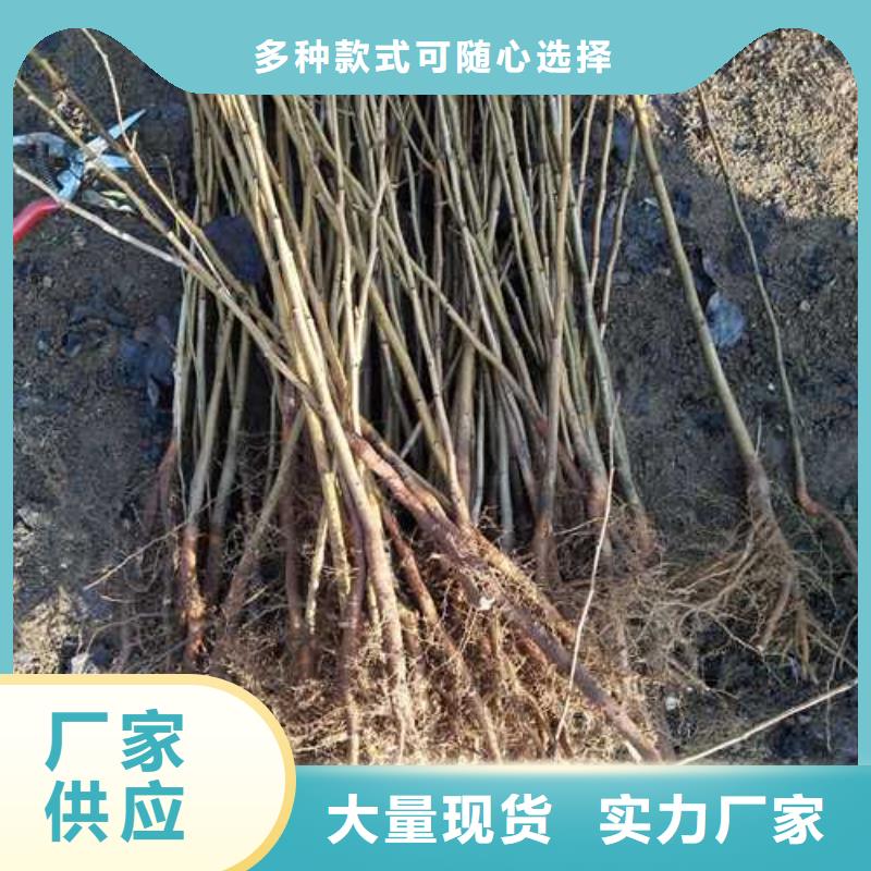 【杜梨】黄冠梨树苗源头厂源头货