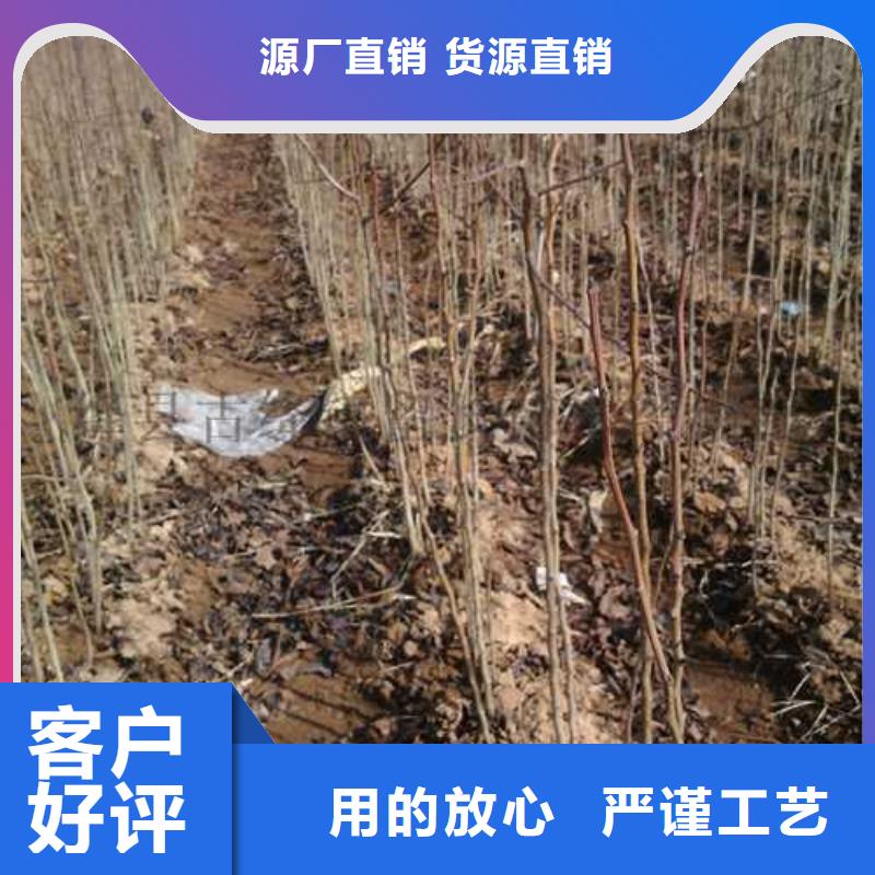 杜梨_毛桃苗24小时下单发货