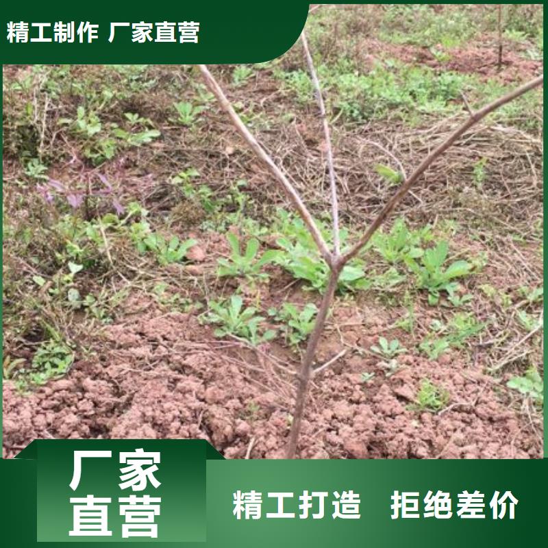 杈杷果苹果苗为您精心挑选