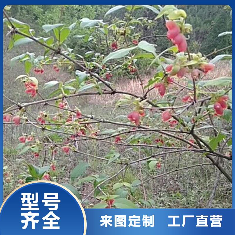 杈杷果苹果苗实体诚信经营