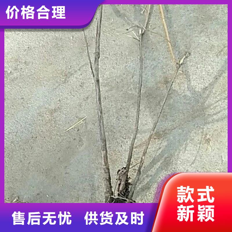 杈杷果樱桃苗批发供应