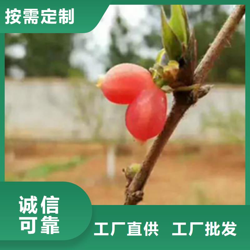 附近(轩园)【杈杷果】梨树苗购买的是放心