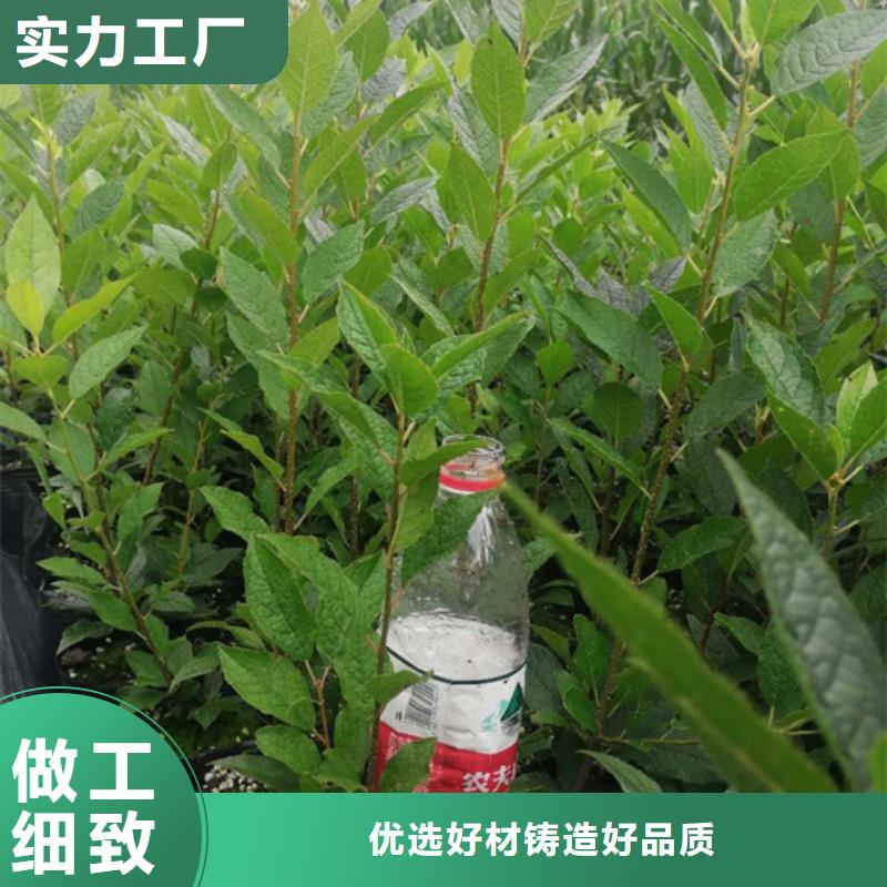 北美冬青樱桃苗支持加工定制