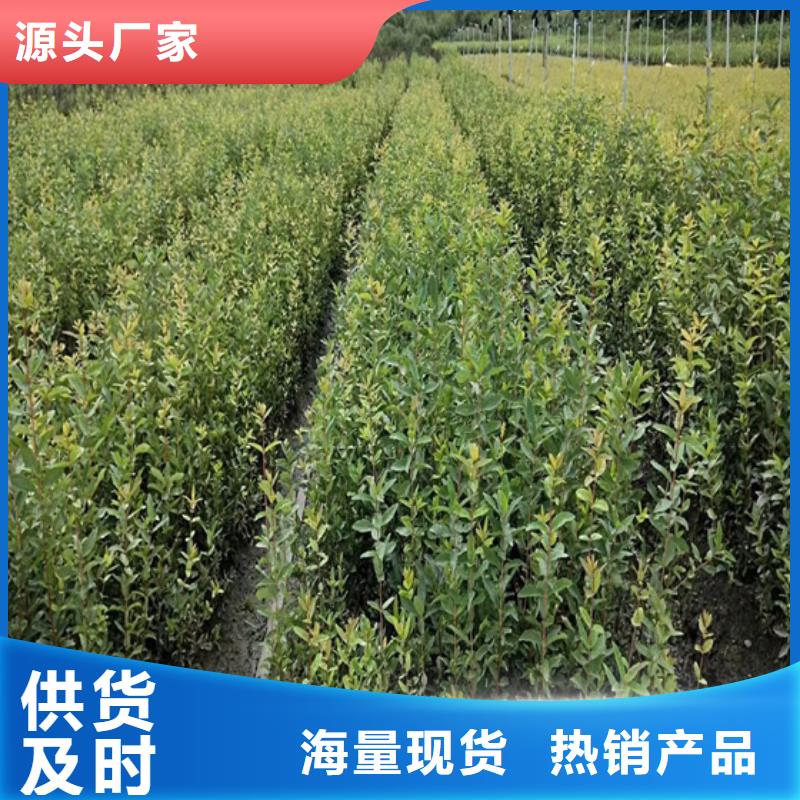 北美冬青奶油草莓质量优价格低