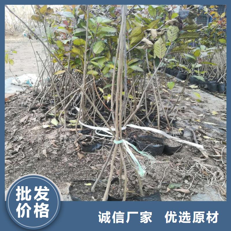 【北美冬青】樱桃苗注重细节