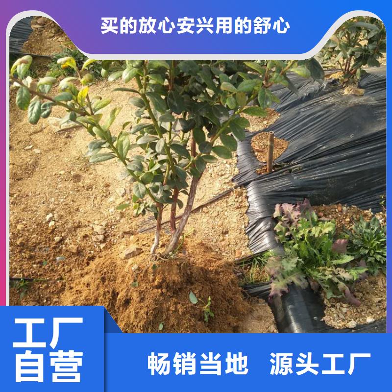 【蓝莓苗】樱桃苗产地源头好货