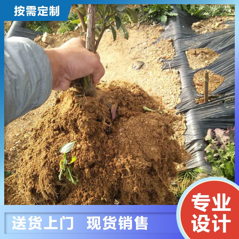 蓝莓苗【桃树苗】品质有保障