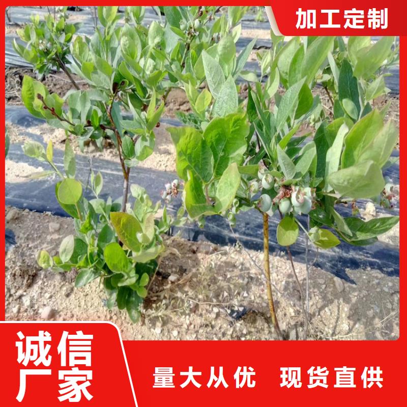 蓝莓苗3公分石榴苗诚信经营