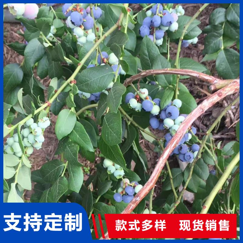 蓝莓苗3公分石榴苗诚信经营