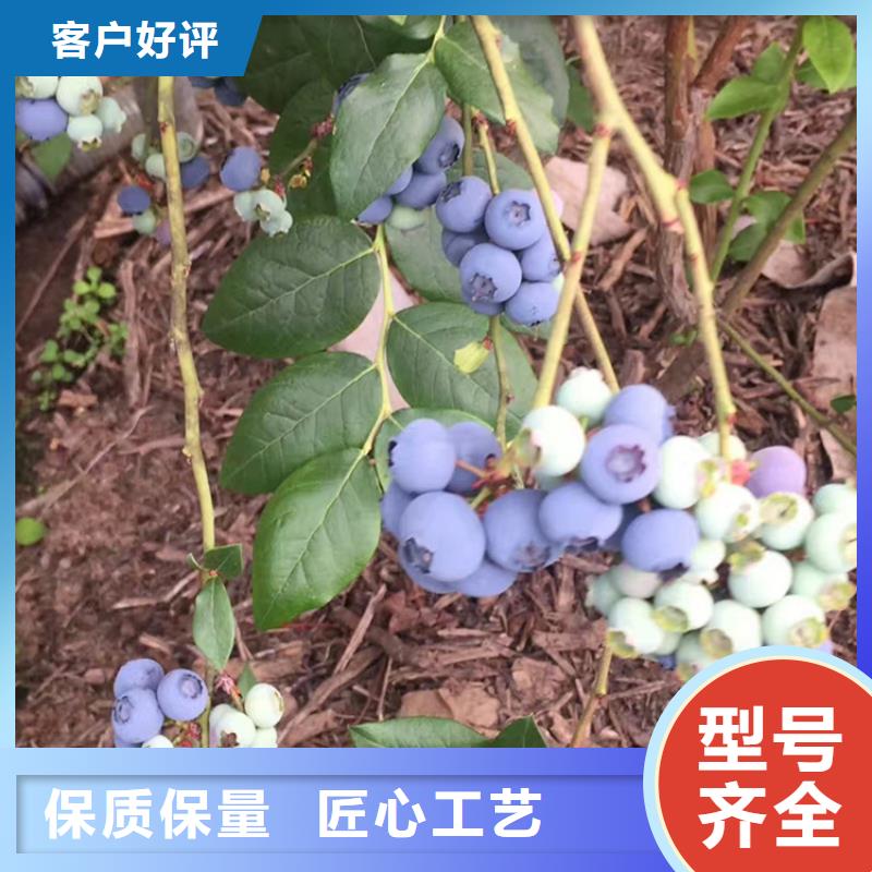 【蓝莓苗】樱桃苗产地源头好货