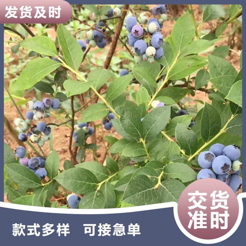 蓝莓苗樱桃苗客户好评