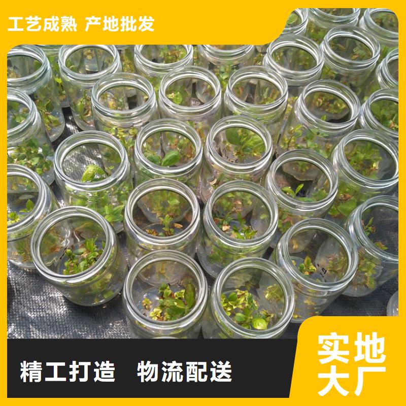 蓝莓苗樱桃苗客户好评