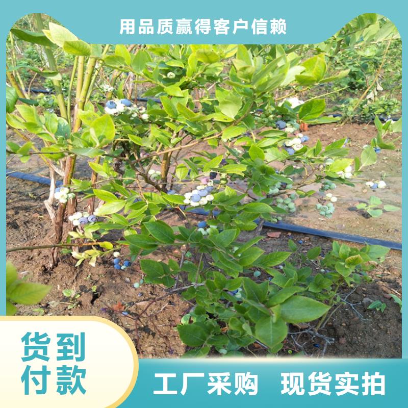 蓝莓苗,石榴树量大从优