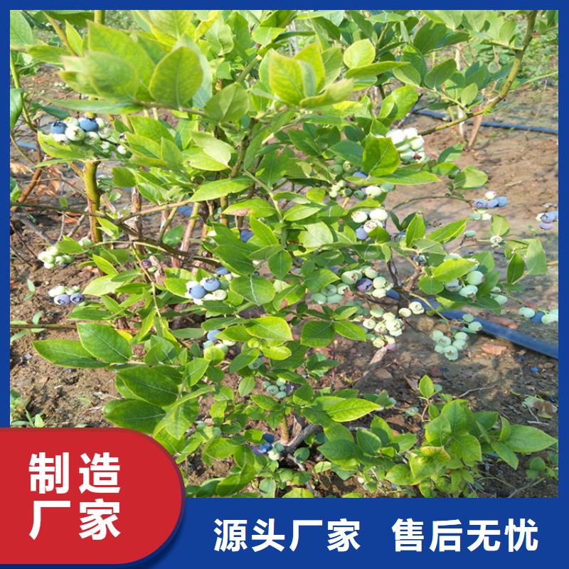 蓝莓苗无花果苗价格地道