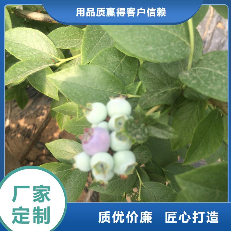 蓝莓苗【桃树苗】品质有保障