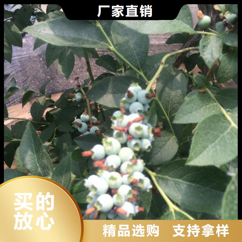 【蓝莓苗梨树苗就近发货】