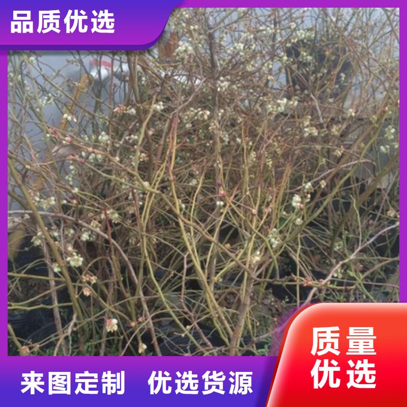 蓝莓苗樱桃苗好品质经得住考验