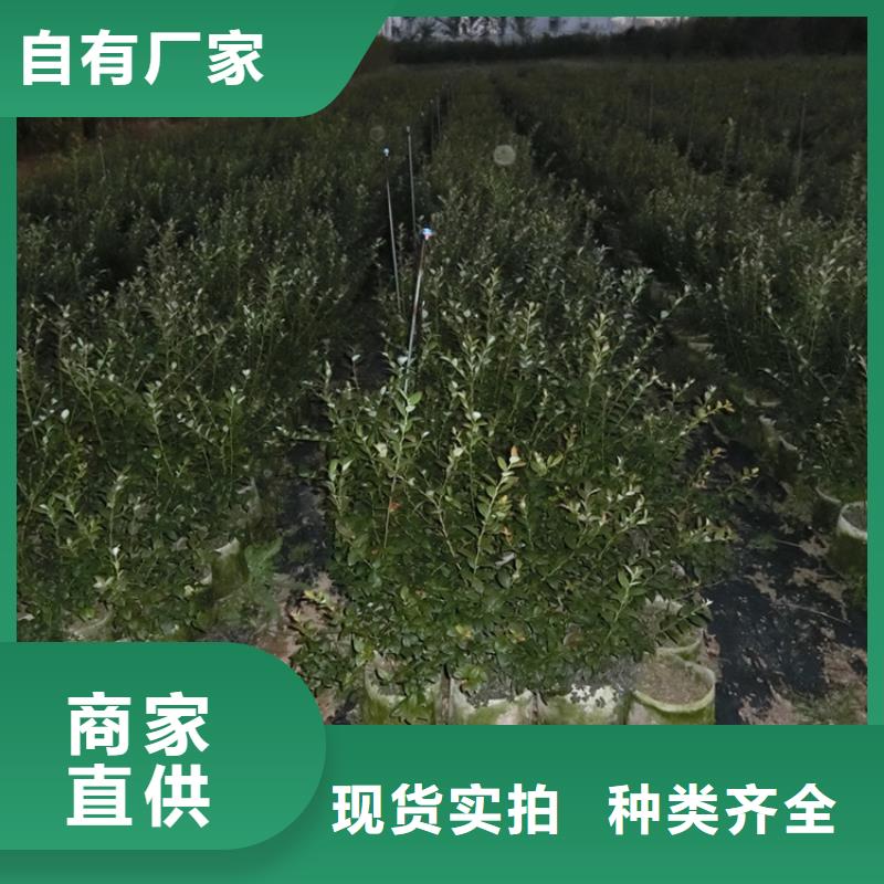 蓝莓苗无花果苗价格地道