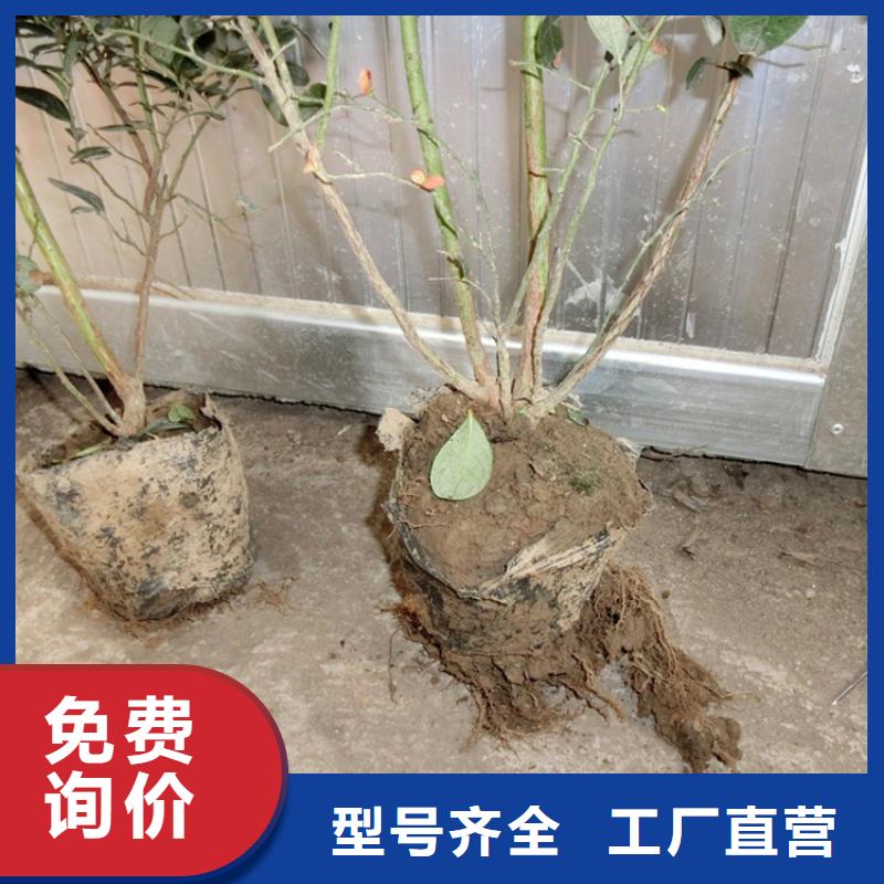 蓝莓苗樱桃苗好品质经得住考验