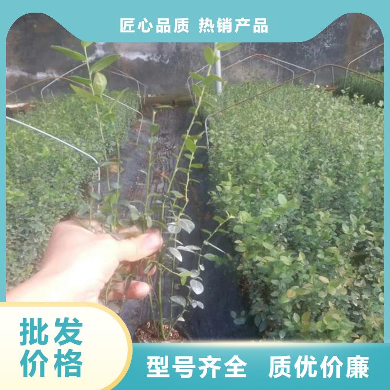 【蓝莓苗】樱桃苗产地源头好货