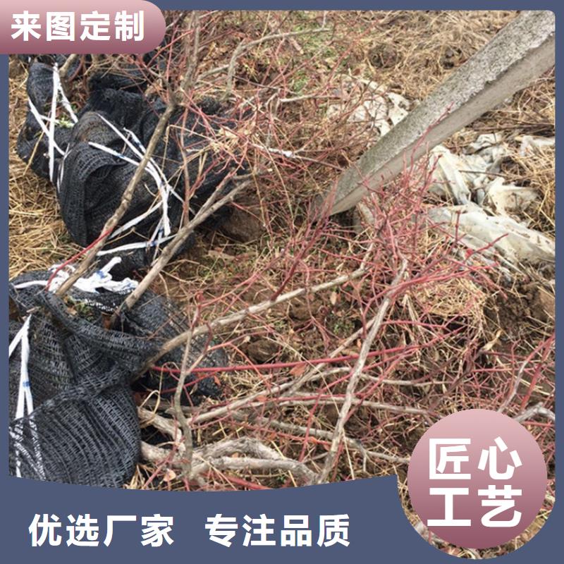 蓝莓苗【苹果苗】实力见证