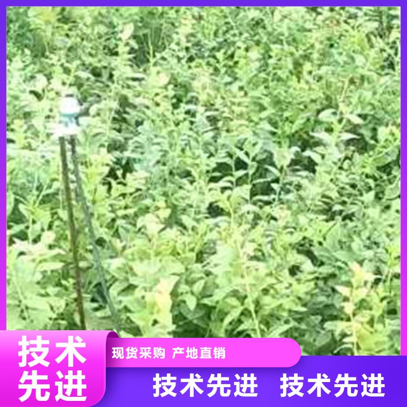 蓝莓苗,石榴树量大从优