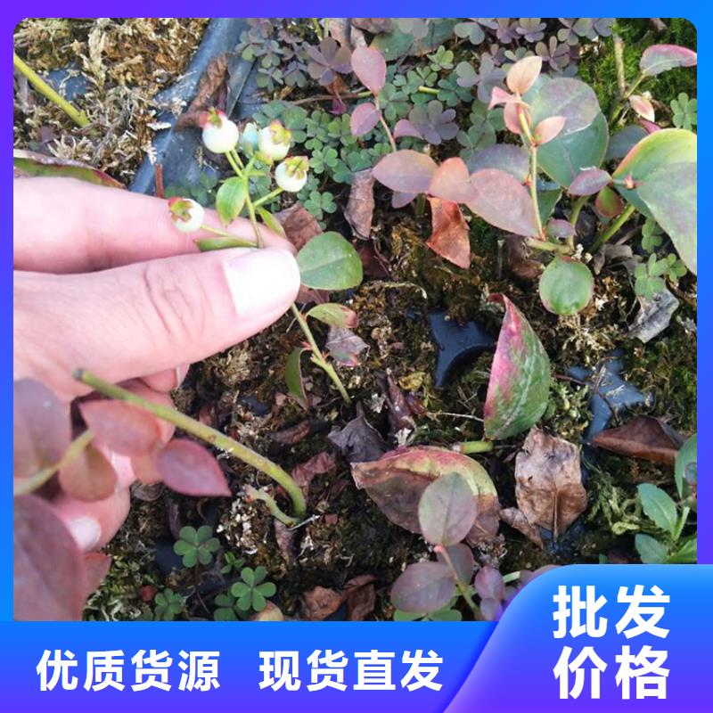 蓝莓苗樱桃苗好品质经得住考验