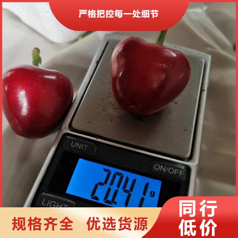 樱桃,【杏树苗】用心提升细节