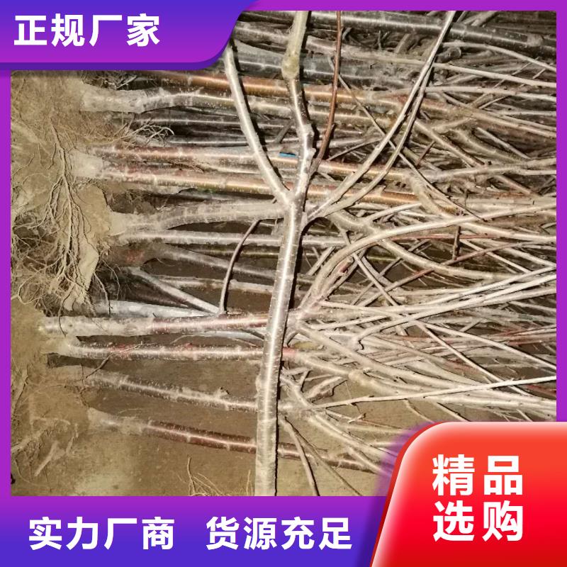 樱桃,苹果苗快捷物流