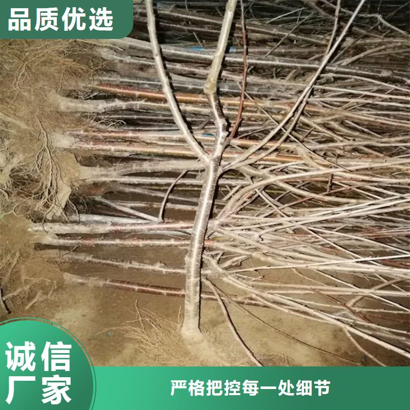 樱桃桃树苗型号全价格低