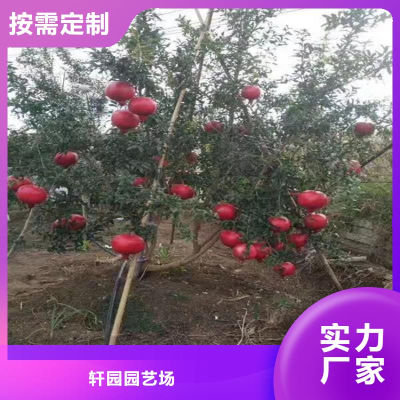 【石榴苹果苗好厂家有担当】