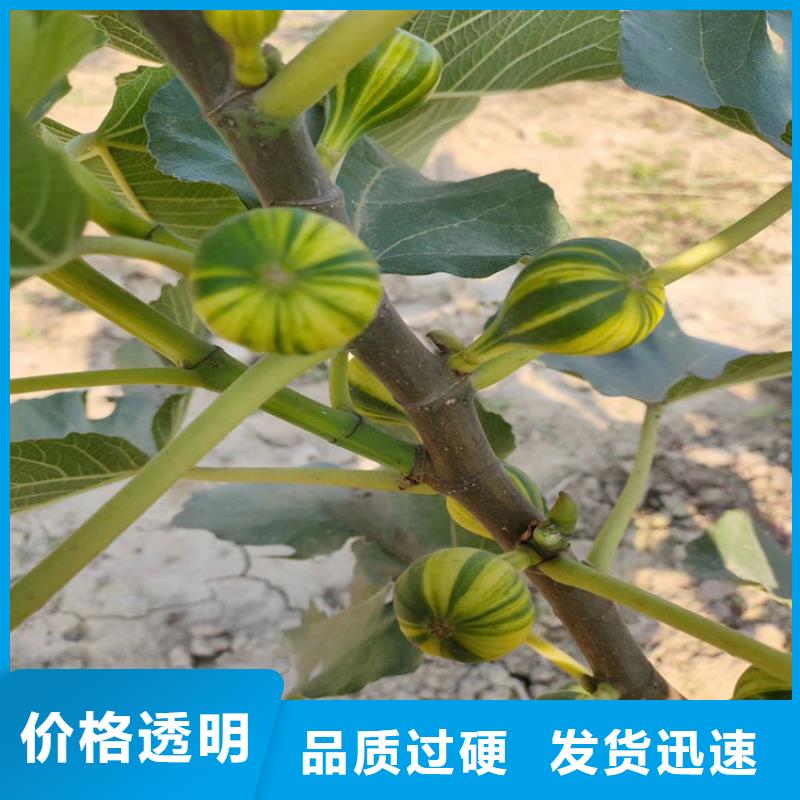 无花果桃树苗品质保障价格合理