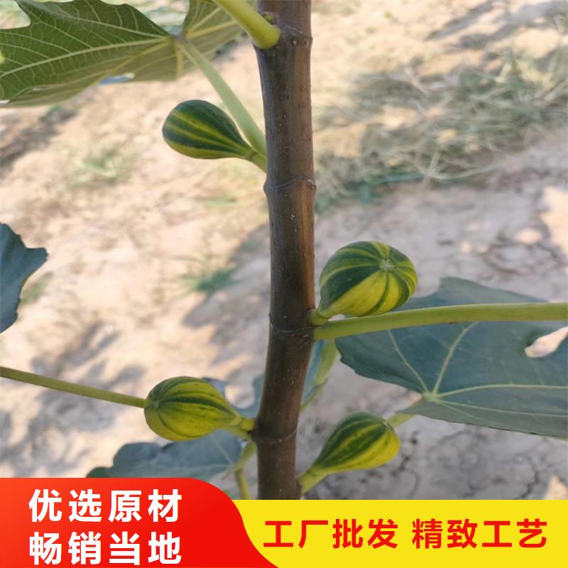 无花果_北美冬青自主研发