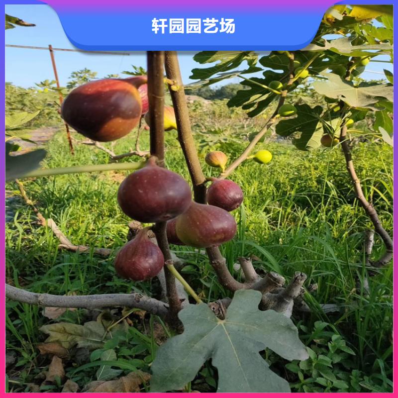 无花果李子苗精心推荐