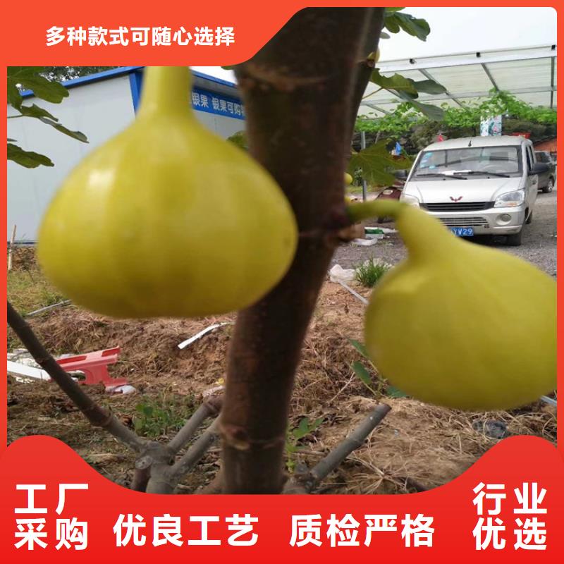 【无花果,蓝莓苗质量牢靠】