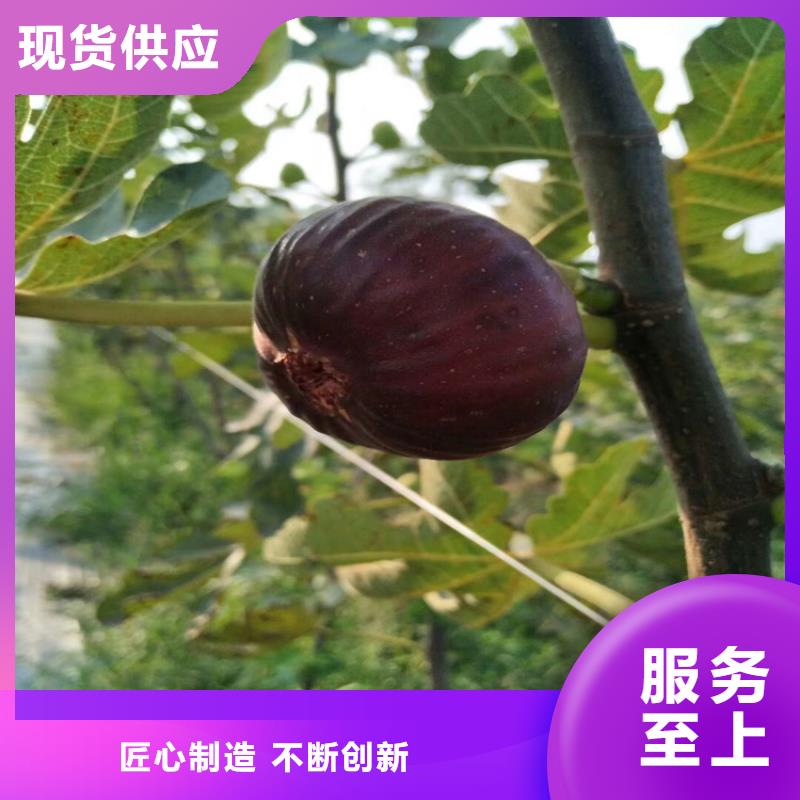 【无花果苹果苗您身边的厂家】