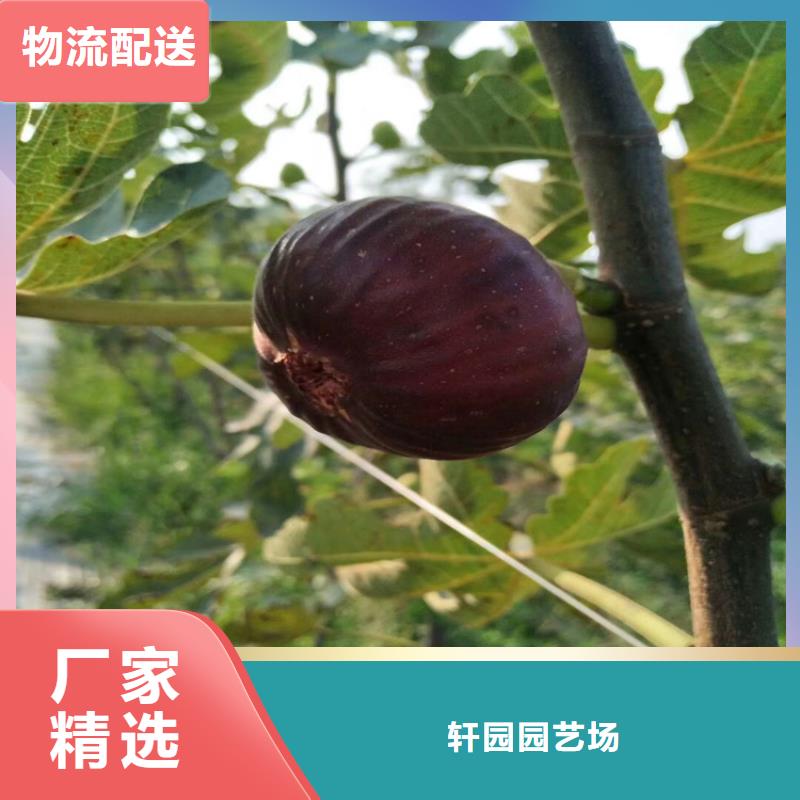 无花果【【蓝莓苗】】标准工艺