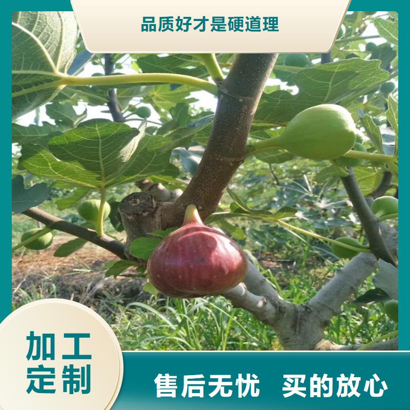 无花果,樱桃苗源头工厂量大优惠