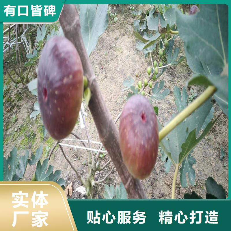 无花果【【蓝莓苗】】标准工艺