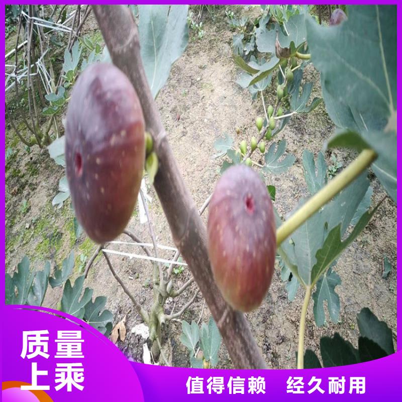 无花果-苹果苗设备齐全支持定制