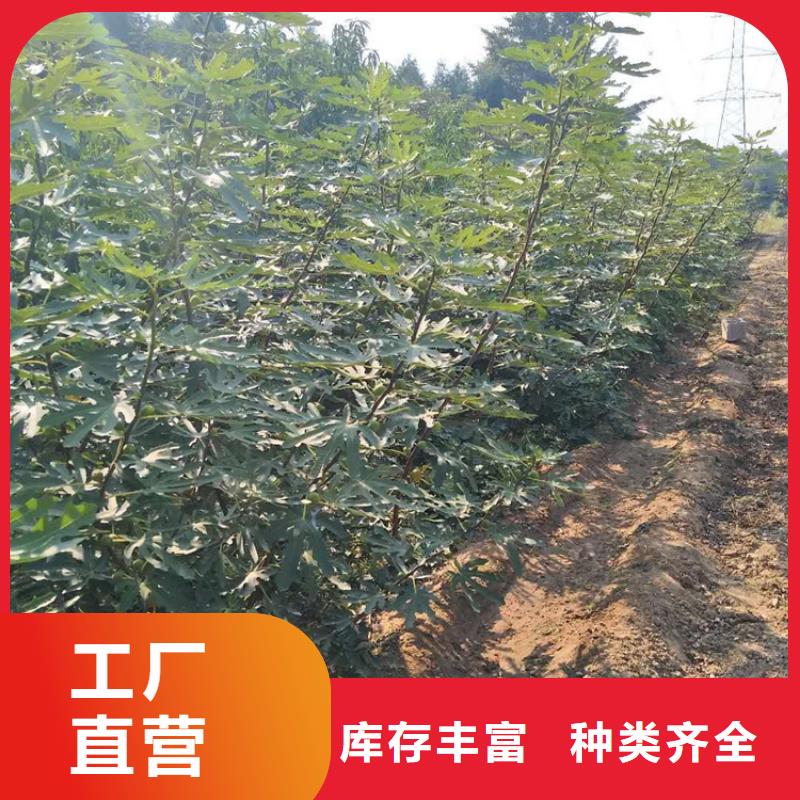 【无花果苹果苗您身边的厂家】