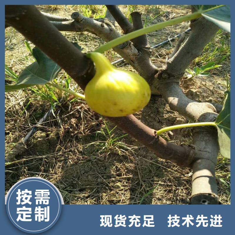 【无花果西瓜苗用品质赢得客户信赖】