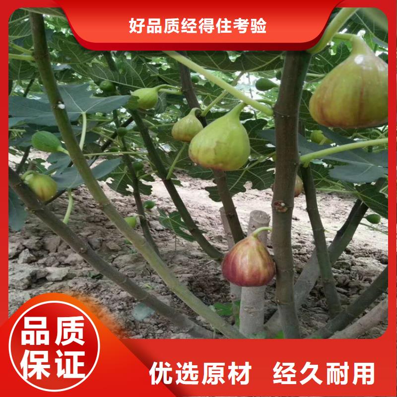 无花果蓝莓苗生产厂家