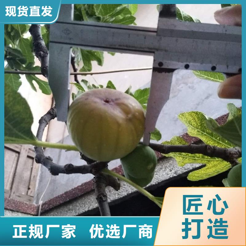 无花果无花果苗打造行业品质