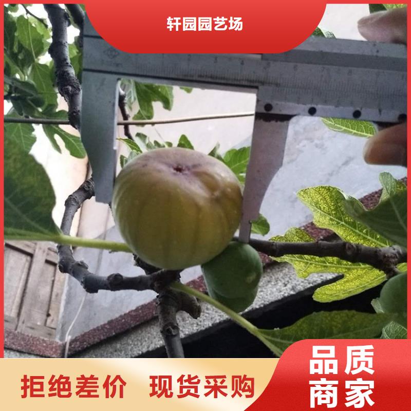 无花果【【蓝莓苗】】标准工艺