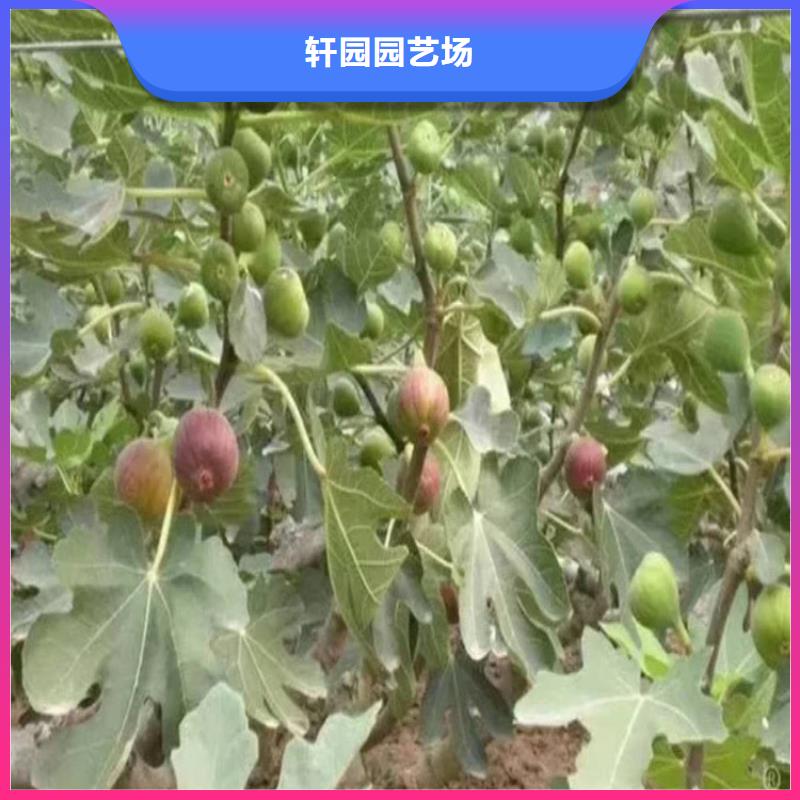 无花果,樱桃苗源头工厂量大优惠