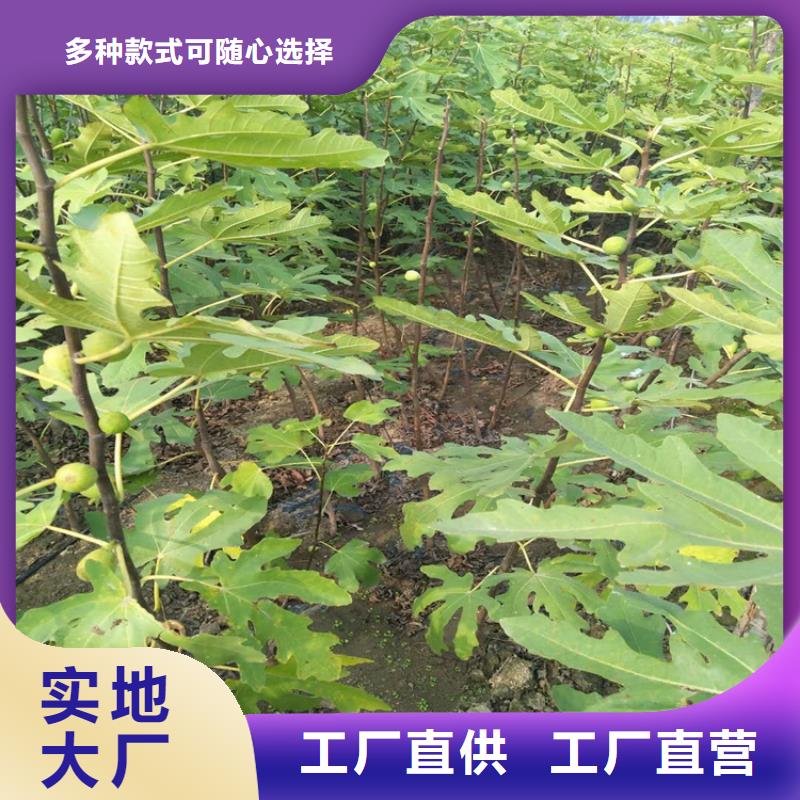 无花果李子苗精心推荐